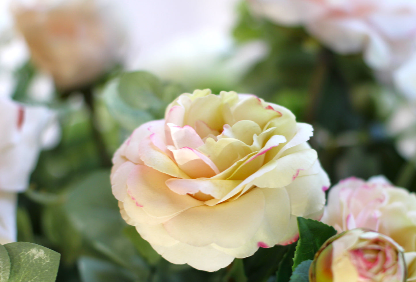 Close up of Camellia flower in a wedding floral urn