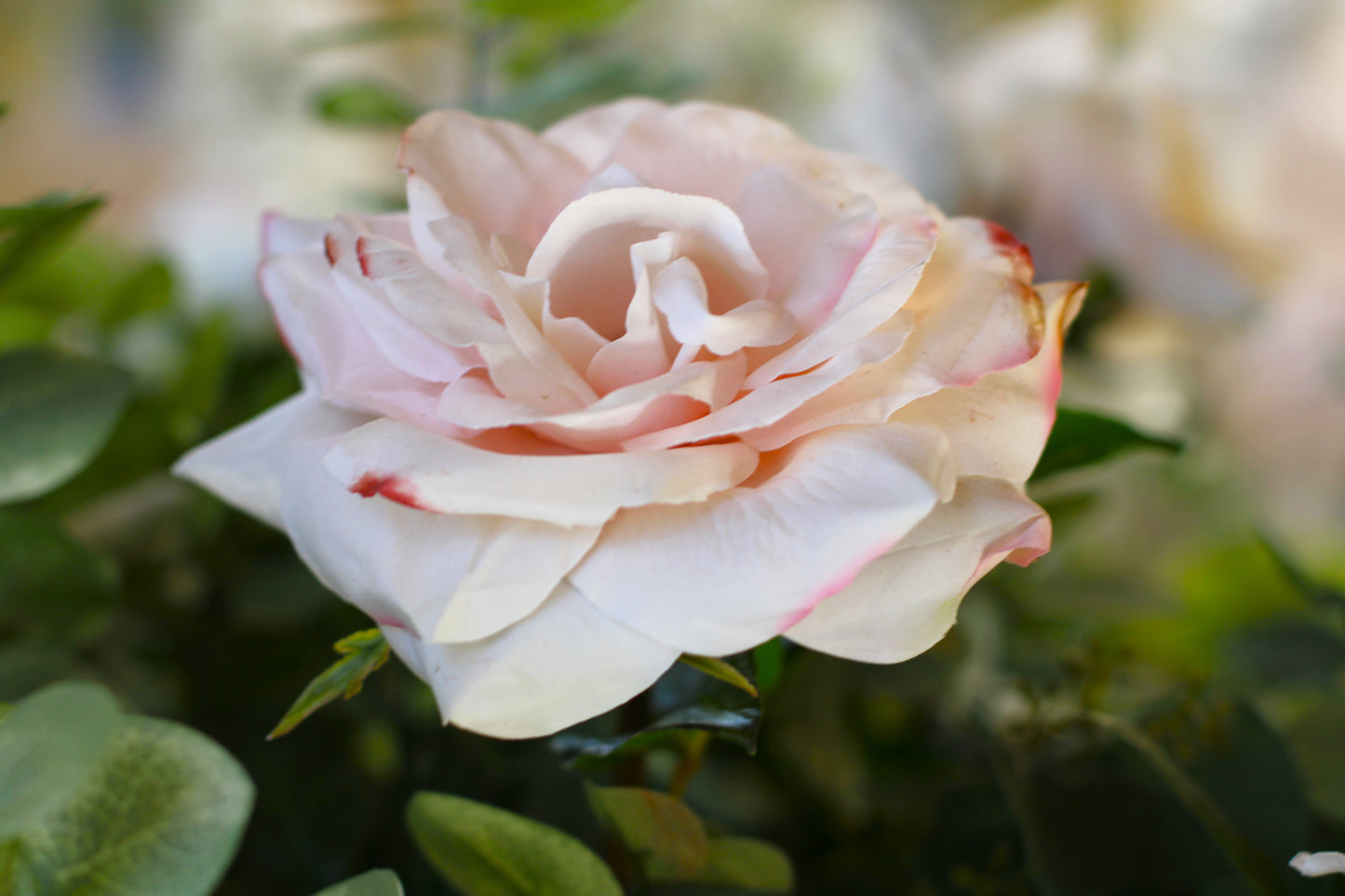 beautiful luxury wedding centerpiece with blush pink roses 
