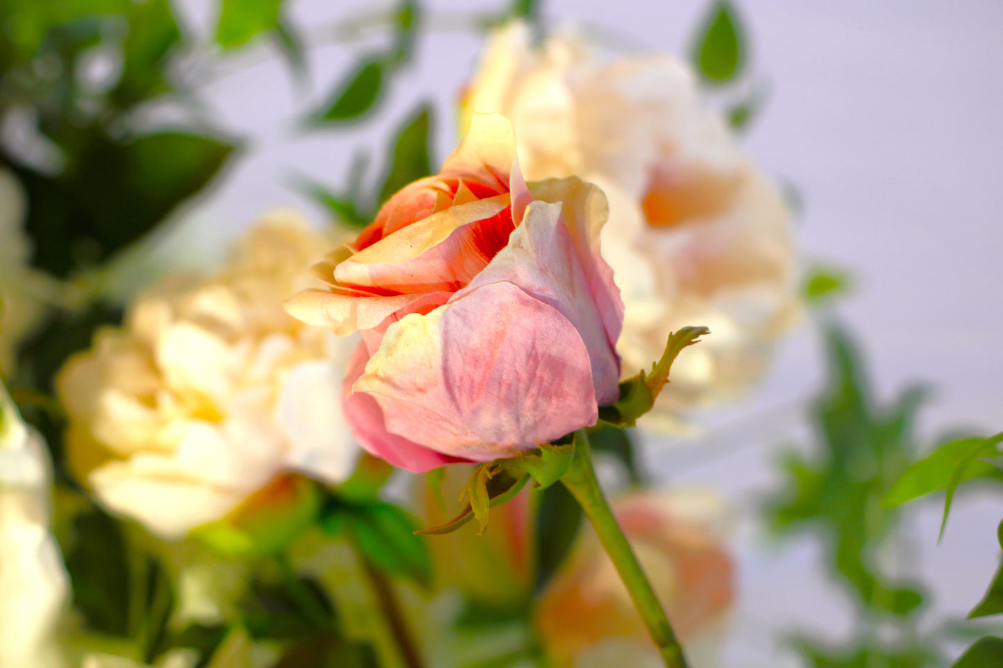 Claire Aisle Flowers