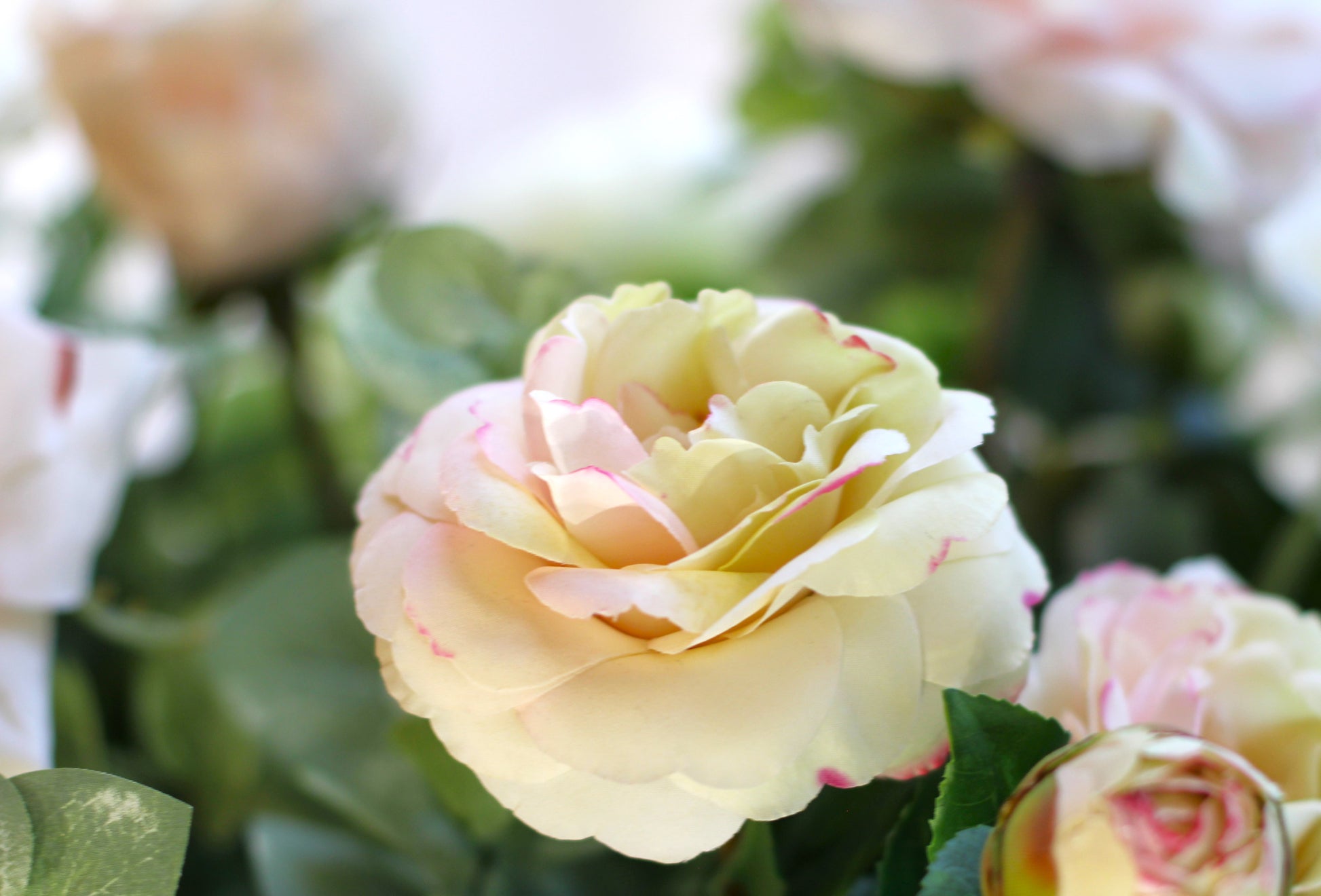 Close up of Camellia flower in a wedding floral urn